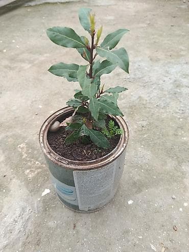 hilba bitkisi nedir: Laur (dəfnə) fidanı – ədviyyat və dekor üçün - Bitki: Laurus nobilis — 1