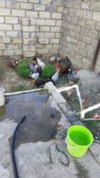 Gəmiricilər: Kend yumurtasi 0.40 qepiy teze yumurta 60 toyugdu gundelikde olur 25 — 2