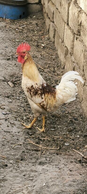 Ağ və qəhvəyi lələkli, qırmızı daraqlı və saqqallı, sarı ayaqlı xoruz lalafo.az -da Ağ və qəhvəyi lələkli, qırmızı daraqlı və saqqallı, sarı ayaqlı xoruz