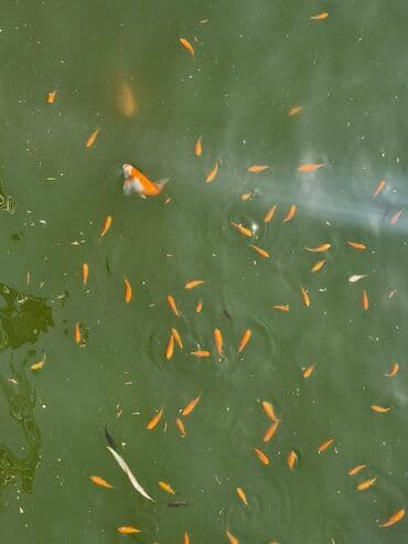 betta balıq: Qızıl balıq, Sülhsevər, Ünvandan götürmə — 15