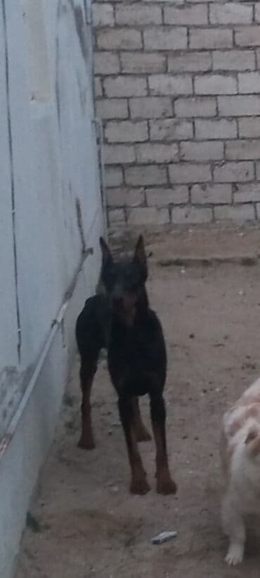 доберман купить: Doberman, 1 il, Erkek, Peyvəndli, Ünvandan götürmə — 3