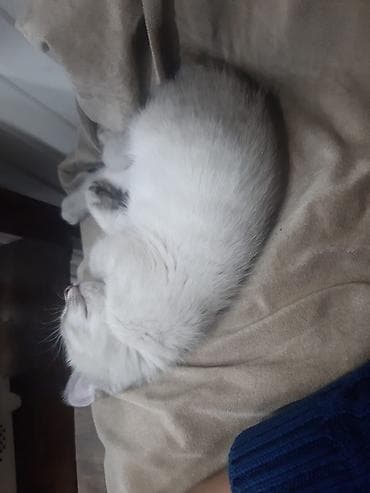 pişim: Britan — 7