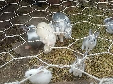 tovuz quwu: Məhsul: Ev şəraitində bəslənmiş dekorativ və ətlik dovşanlar Təsvir — 1