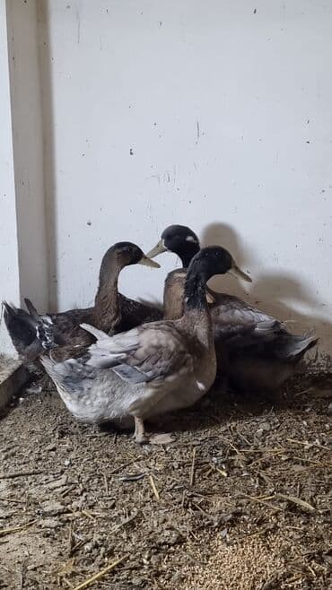 çöl ördeyi: Məhsul: Ördəklər (müxtəlif rəng çalarlarında) Təsvir: - İri cins ev — 3