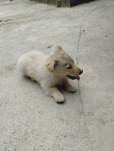 heyvan satışı: Retriever, 2 ay, Erkek, Peyvəndli — 3