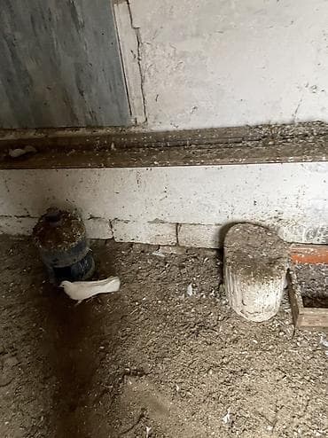 Птицы: Salam bes dene cılmaq aglardır 19 quyruqdan 16 quyruqa kimi 2 erkek 3 — 6