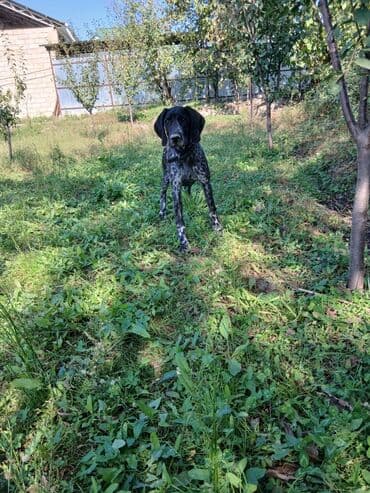 çubus it: Курцхаар, 6 месяцев, Самка, С прививками, Самовывоз, Платная доставка — 3