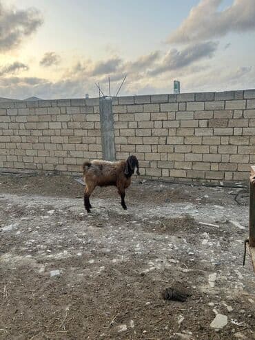 çəpiş əti: Boz-qəhvəyi rəngdə, uzunqulaq və saqqallı yerli keçi. Orta ölçülü — 1