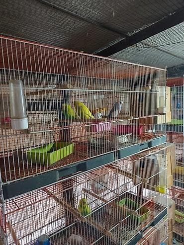 Bütün tutuquşular satılır qəfəslə birlikdə Ünvan:Zaqatala,Lahıc