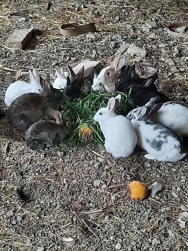 Satılır: müxtəlif rəng və naxışlarda ev dovşanları - Seçim: ağ, qara