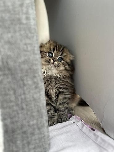 ən gözəl pişik adları: Şəkillərdəki bala pişik – uzun tüklü, yumşaq və sıx xəzə sahib, iri — 1