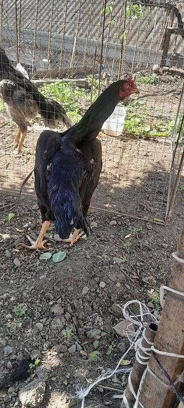 heyrati gence: Temiz brazil 1yaw 3 ayliq. Xoruzdanda beter dalawir ölümünə döyüşən — 8