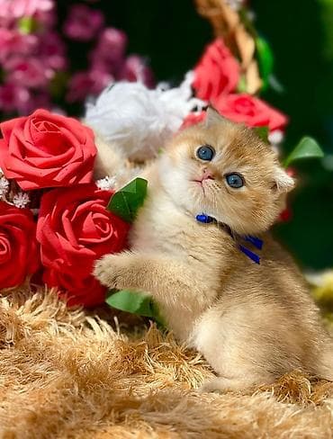 lalafo pisikler: Britan — 2