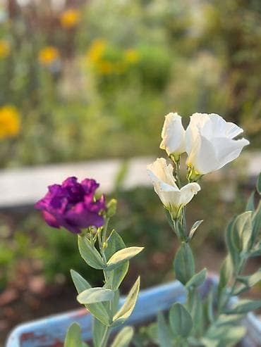 Bitki dərmanları: Lisianthus (Eustoma) fidanları – rəngli kəsim və bağ gülləri Eustoma — 7
