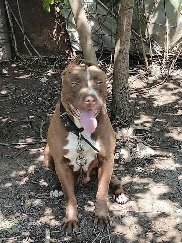 qaz və ördək: Pitbul, Dişi, Peyvəndli, Ünvandan götürmə — 1
