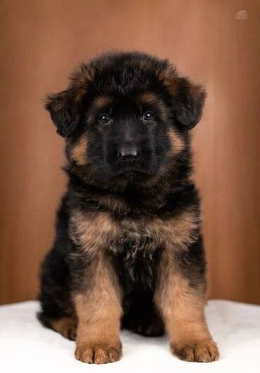 alman ovcarka balaları: Alman çoban iti, 2 ay, Erkek, Sənədli, Pulsuz çatdırılma — 10