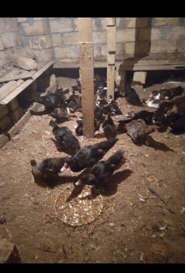 ördək balası və cücə: Məhsul: muskoviy ördəkləri (indoutka) — 1