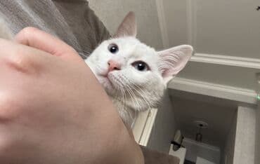 bala pişik ucuz: Dişi — 3