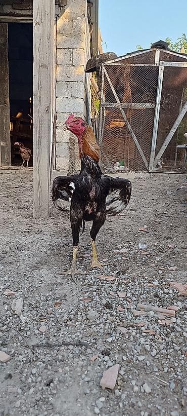 heyratılar: Xoruz, Heyratı, il: 1, Ünvandan götürmə, Ödənişli çatdırılma, Rayonlara çatdırılma — 1