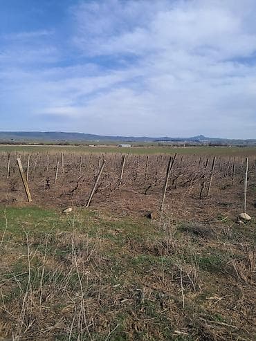 1 hektar nece sotdur: Kənd təsərrüfatı — 9