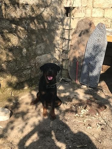 xasqi itlər: Rotveyler, 2 il, Dişi, Ünvandan götürmə — 1