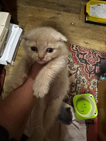 pişiy adlari: Şotland — 4