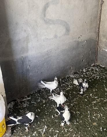 göyərçinlər: Quwlar satilir heresinin oz qiymeti var,hamisi hundur uzun enli — 3