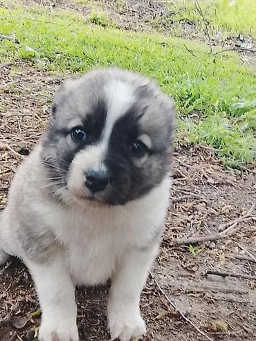 it axtarilir: Böyük it balası – 25 günlük - Cinsi: çoban balası - Rəng:Ala-Bula — 1