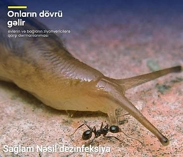 Ремонт техники: Дезинфекция, дезинсекция | Клопы, Блохи, Тараканы | Офисы, Квартиры, Дома — 9