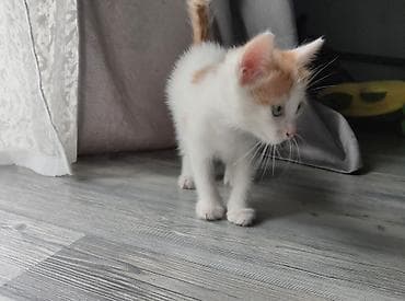 черный кот: Маленьких котят отдают в добрые и заботливые руки 🐾 Желтый кот — — 8
