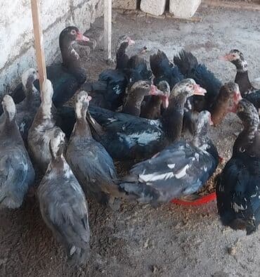 cucələrin satışı: Musk ördəkləri (indo ducks) –satilir təbii həyət malı diri çəki 10 — 1