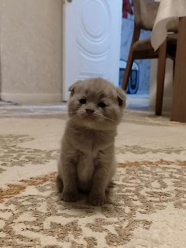 Pişiklər: Şotland yastı qulaq — 7