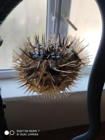 Şamdanlar: Рыба -еж рыба-шар чучело в наличии 2 шт — 9