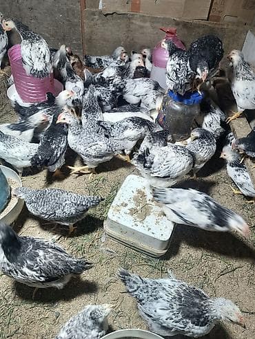 Toyuq, Ətlik, Ünvandan götürmə