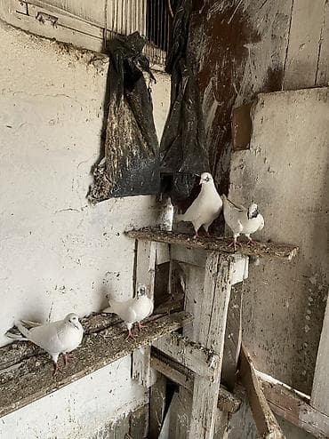 Птицы: 4 dene gözü xallı satılır real alıcıya endirim olacaq — 4