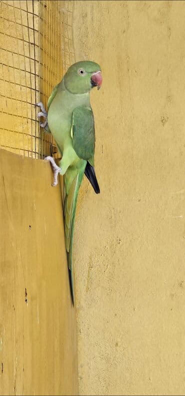 180 az dişisi satilir yumurtaliyandi