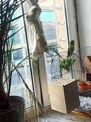 oğlan tutuquşu adları: Popuqay porodası volnistıy oğlandı adı nemo 4aylıq popuqaydı — 2