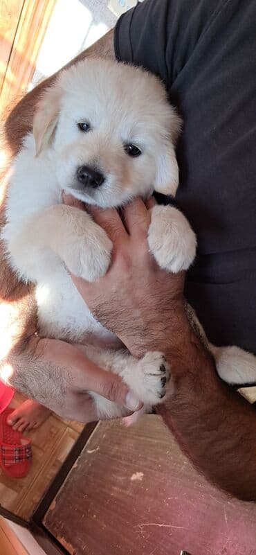 ingilis setteri it cinsinin adi: Retriever, 2 ay, Erkek — 1