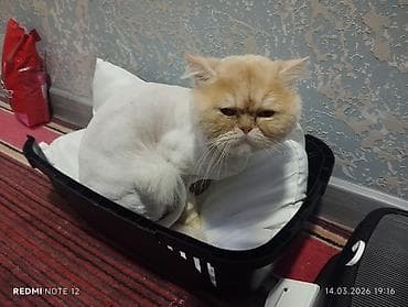 pisik cutlesme: Ekzot — 2