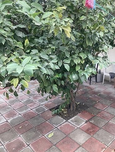 sumqayit baxca seher: 8 sot, Tikinti, Maklerlər narahat etməsin, Kupça (Çıxarış), Bələdiyyə — 2