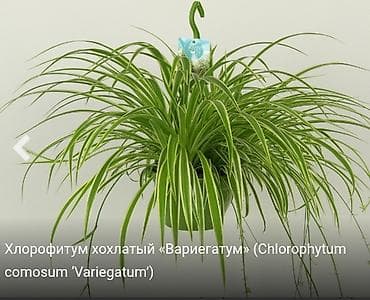 balaca tortlar: Xlorofitum (Spider Plant) – dekorativ yarpaq bitkisinin balaları — 1