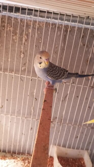 fireng quşu: Biri 9 manat rengbereng balalar Unvan Bileceri — 3