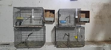 qara it sekilleri: Quş qəfəsləri və volyerlər dəsti - Böyük metal volyer: möhkəm məftil — 5