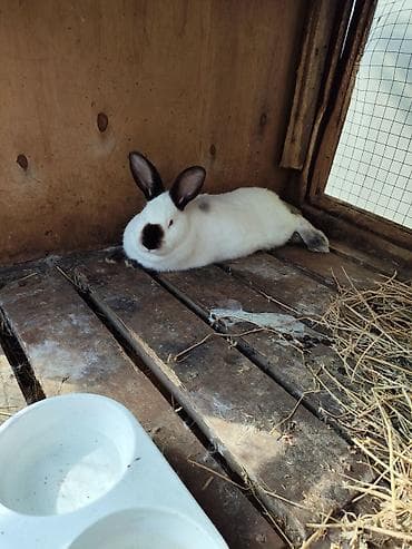 goyercin damı: Kaliforniya dovşanları - Rəng: ağ bədən, tünd (şokolad-qara) — 4