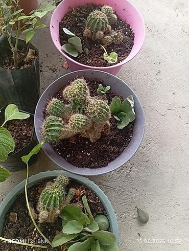 Succulent və kaktus dəsti - 3 ədəd ayrı saksıda kaktus kolleksiyası -