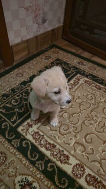 rottweiler itleri satisi: Rotveyler, 2 ay, Erkek — 1