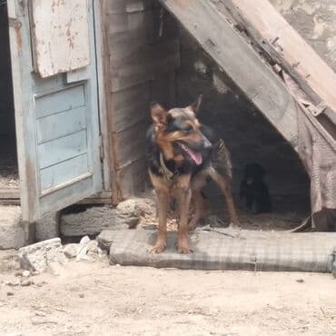 satılan itler: Bir erkek bir disi temiz nemes afcarka balalari satilir tecili bir — 1