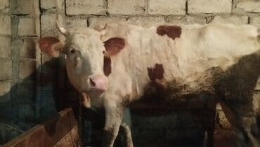 Dişi, Simental, il: 6, Südlük, Ünvandan götürmə lalafo.az -da Dişi, Simental, il: 6, Südlük, Ünvandan götürmə