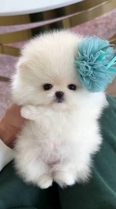 husky balası: Şpitz, 2 ay, Sənədli — 1