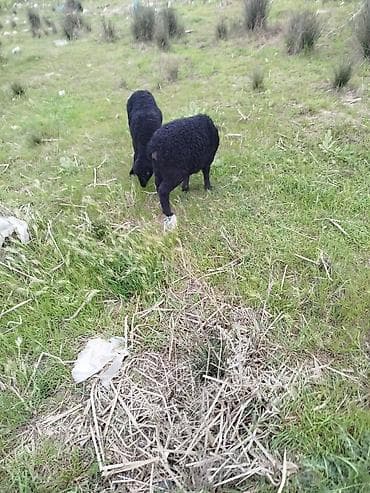 bala itlerin satisi: Qara rəngli quzular – 2 baş - Növ: Qoyun/quzu - Rəng: tam qara - Say — 2